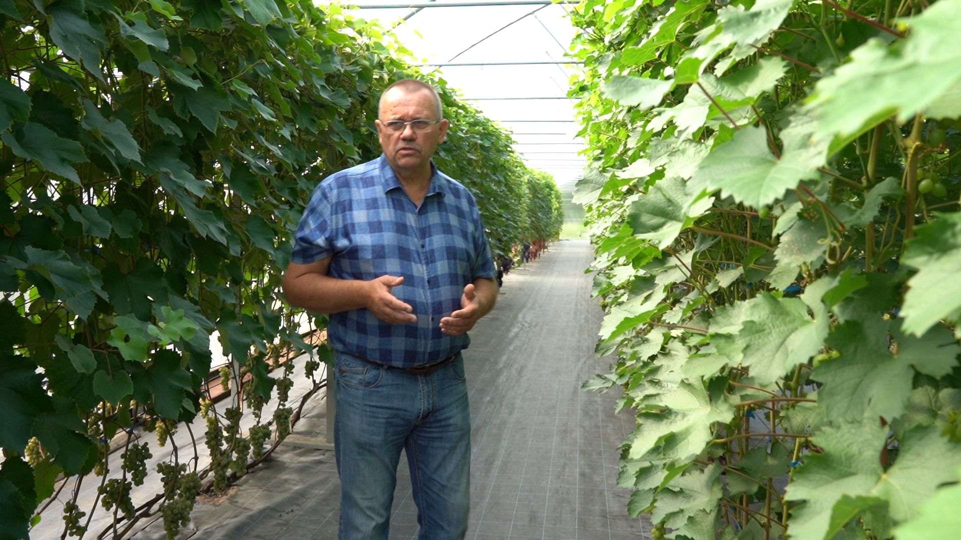 Егорьевск, Бизнес, Подмосковье, Московская область, виноград, импортозамещение,