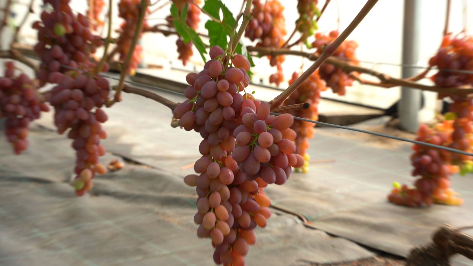 Егорьевск, Бизнес, Подмосковье, Московская область, виноград, импортозамещение,