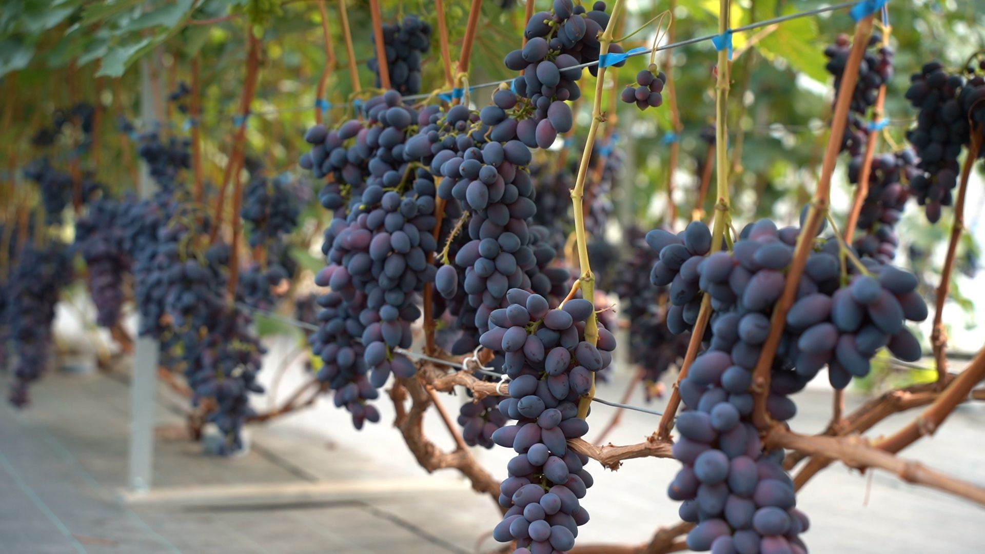 Егорьевск, Бизнес, Подмосковье, Московская область, виноград, импортозамещение,