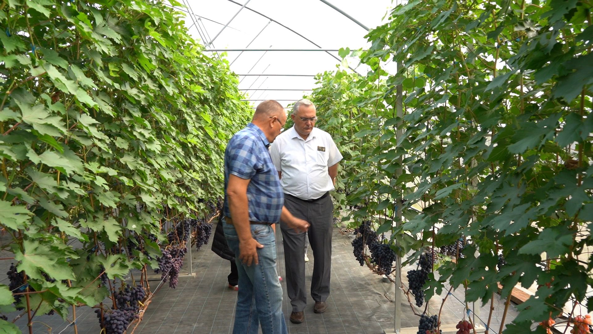Егорьевск, Бизнес, Подмосковье, Московская область, виноград, импортозамещение,