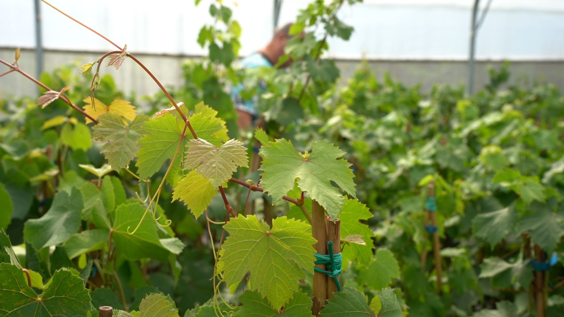 Егорьевск, Бизнес, Подмосковье, Московская область, виноград, импортозамещение,