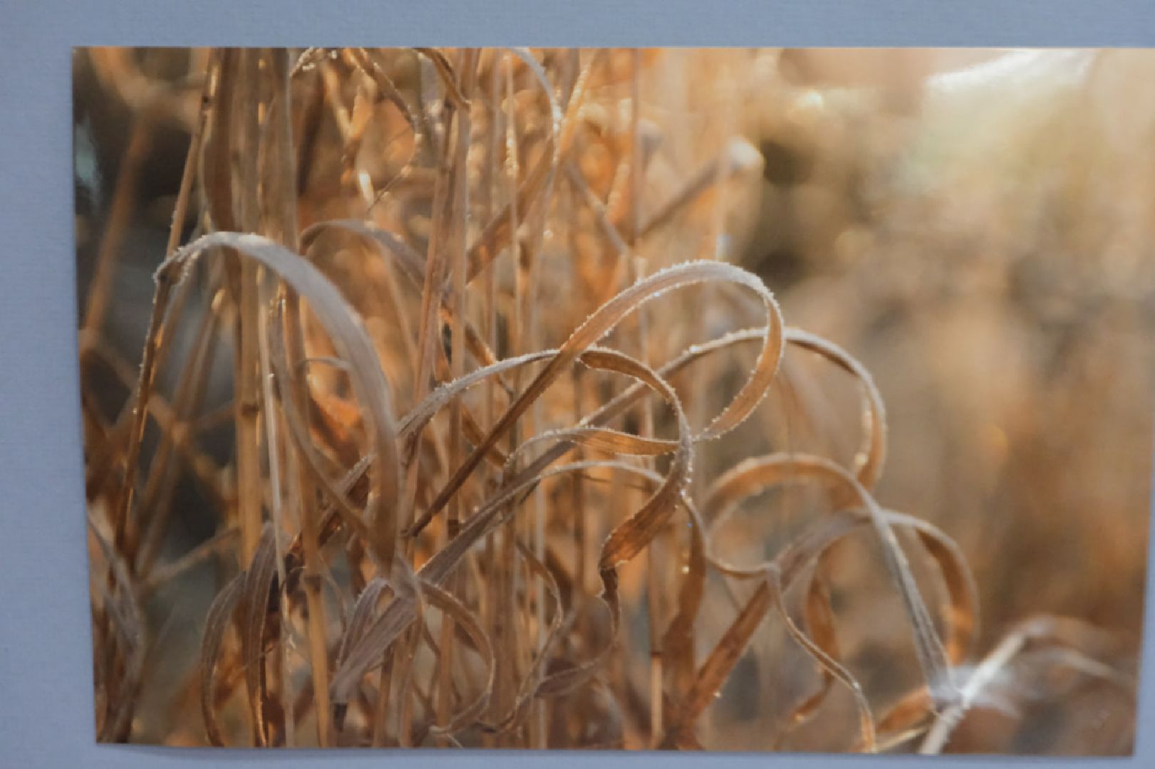 пущино, культура, выставка, серпухов, художник,