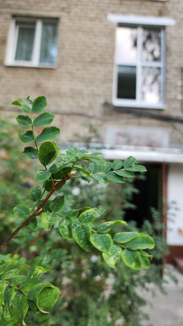 электросталь, ремонт, ремонт подъездов, программа губернатора, программа губернатора мо, капремонт,