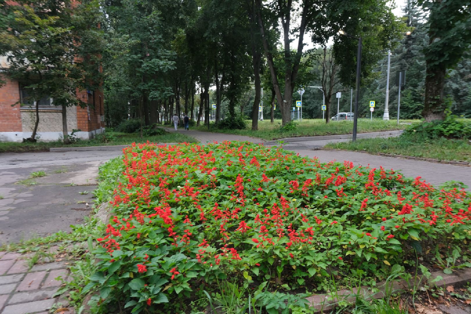 пущино, серпухов, благоустройство, растения,