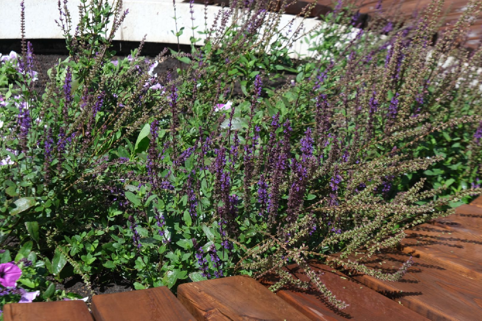 пущино, серпухов, благоустройство, растения,