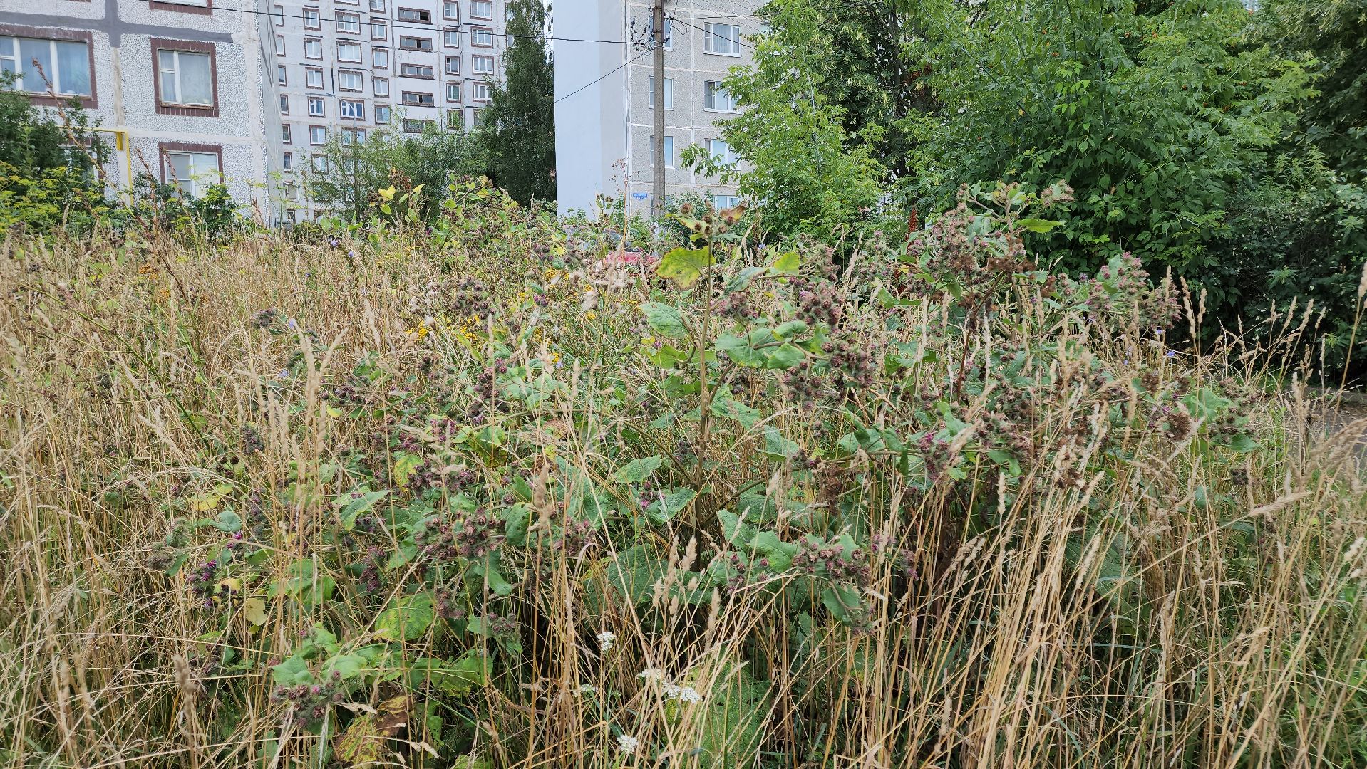 кашира, ледово, выездная администрация, покос территории, ремонт моста, уборка территории,