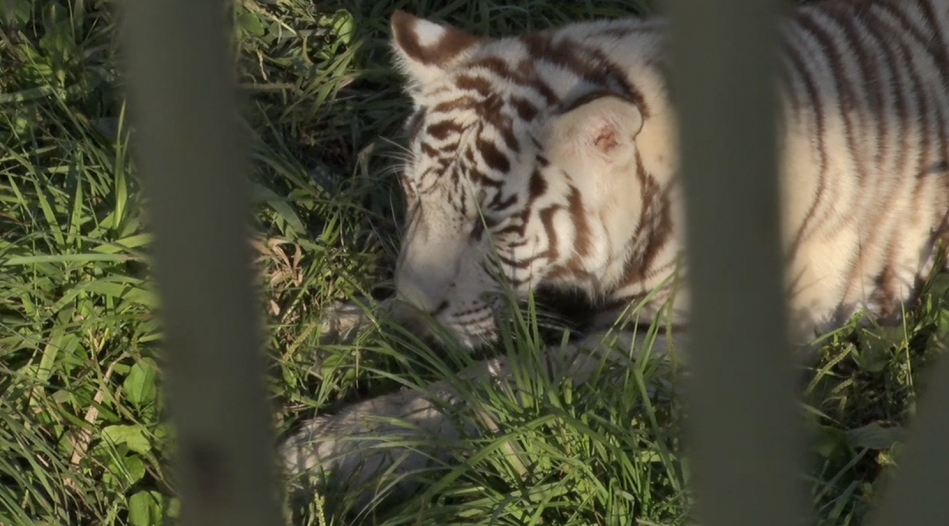 Клин, общество, животные, тигры, спасение животных,