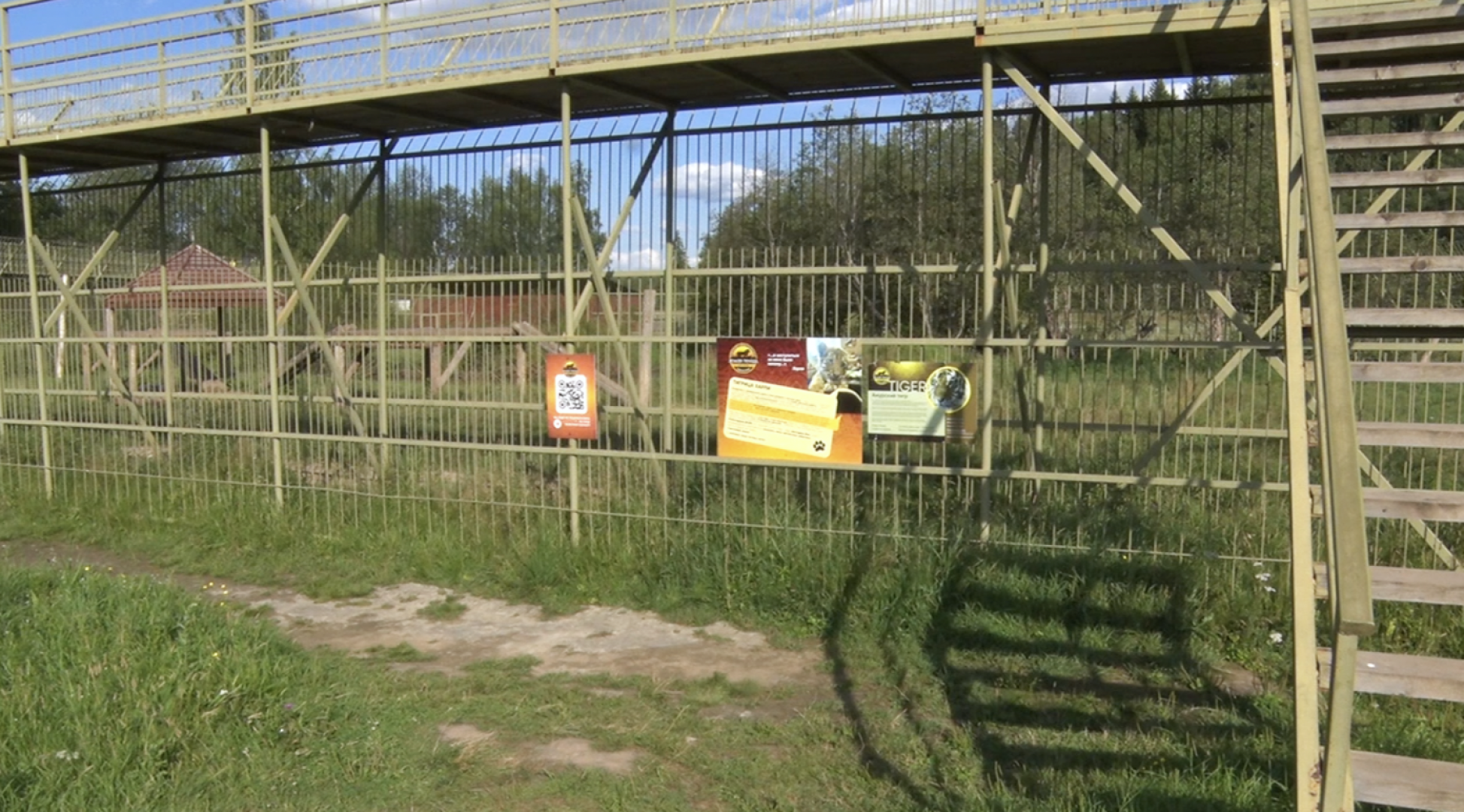 Клин, общество, животные, тигры, спасение животных,