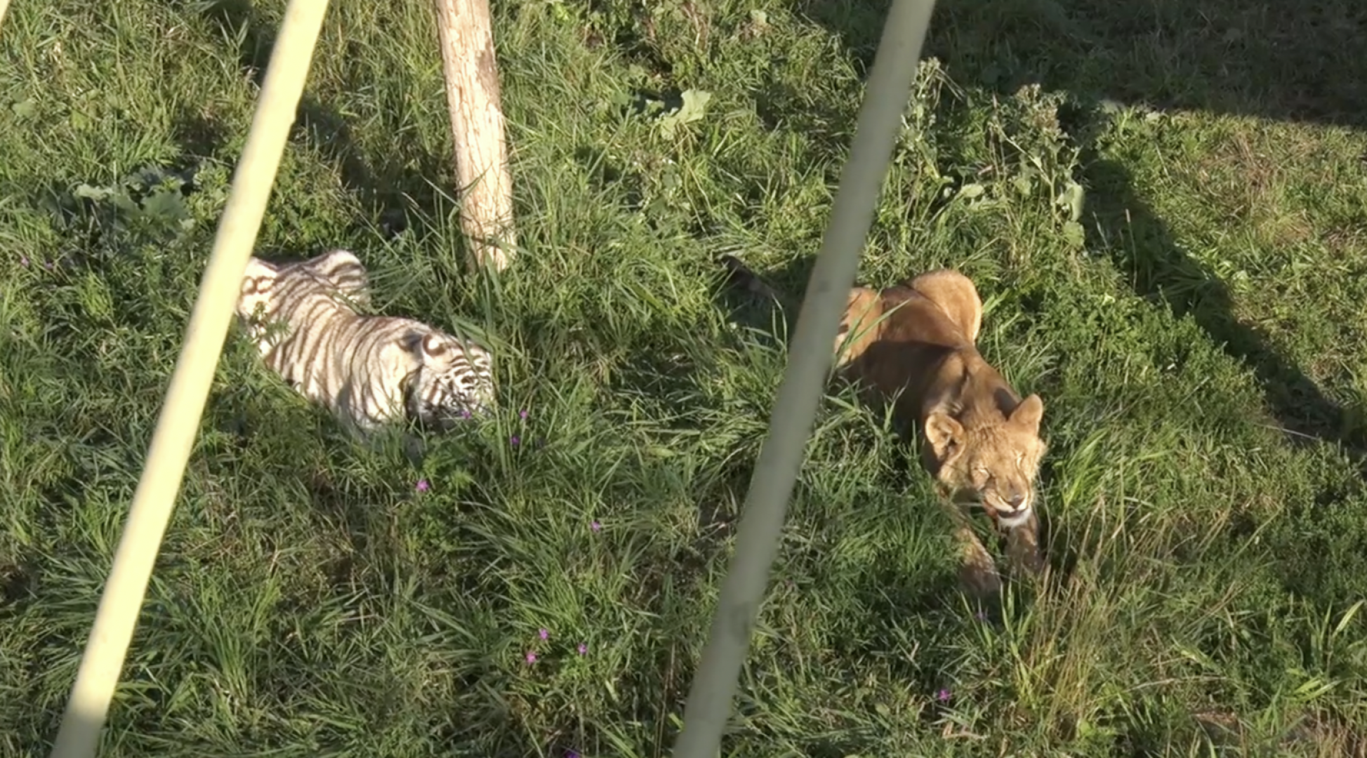 Клин, общество, животные, тигры, спасение животных,