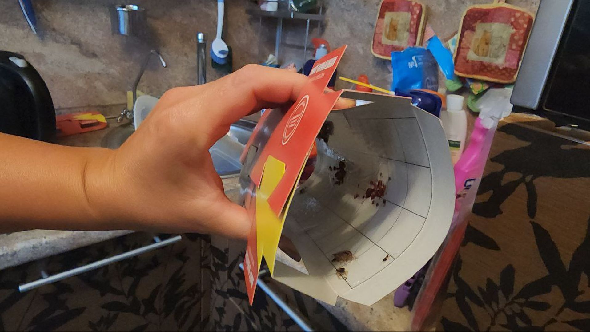 люберцы, тараканы, дезинсекция, обработка, управляющая компания, жители,