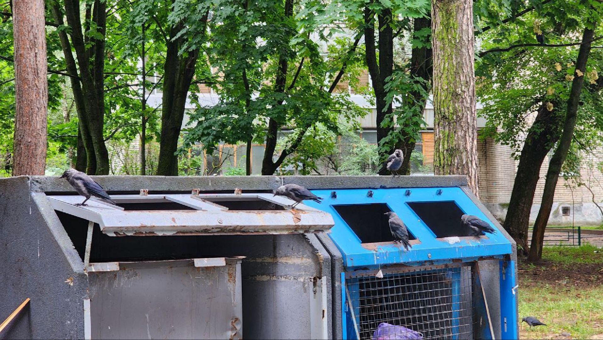 контейнерные площадки, ТБО, протвино, уборка, благоустройство,