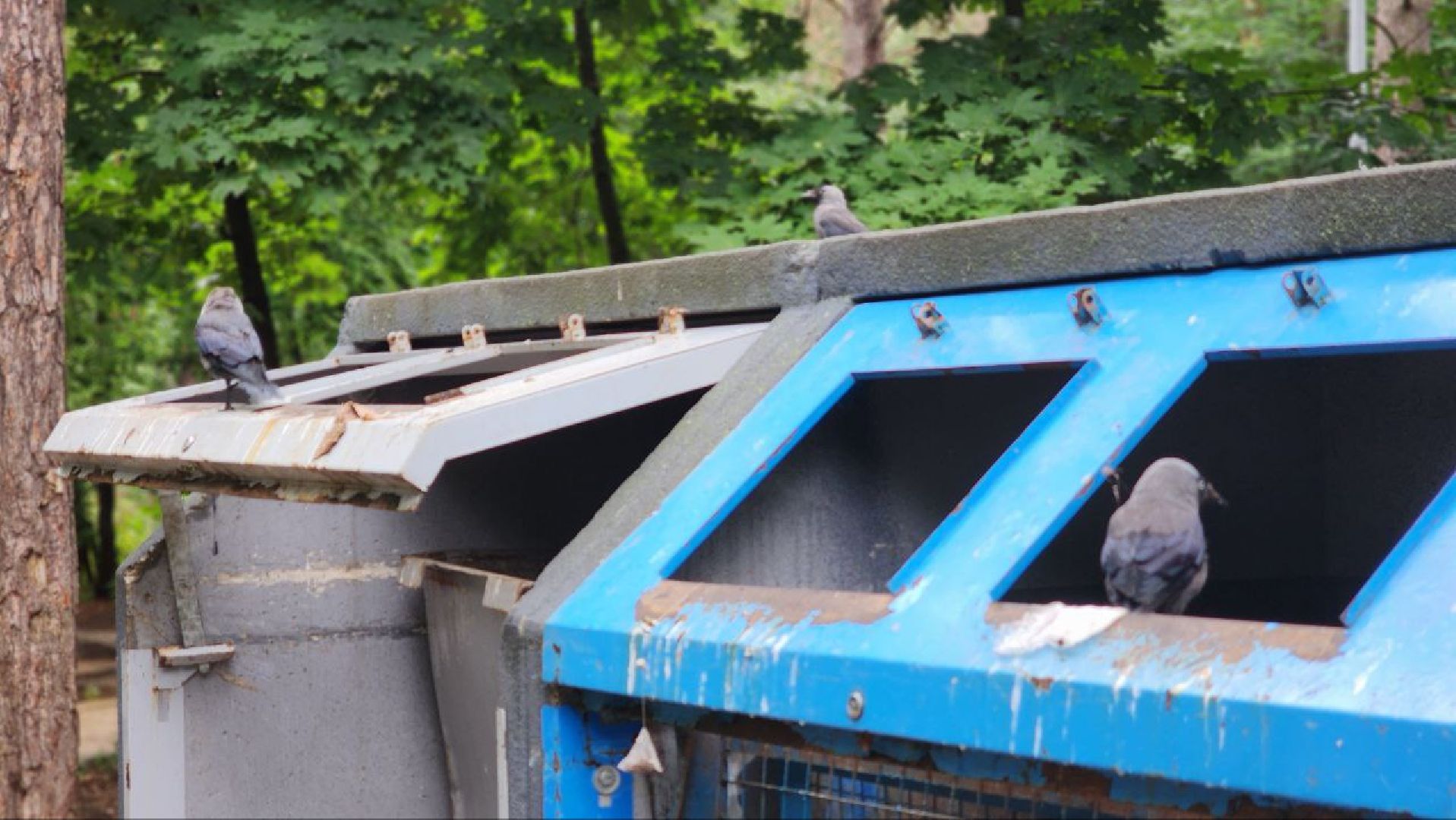 контейнерные площадки, ТБО, протвино, уборка, благоустройство,