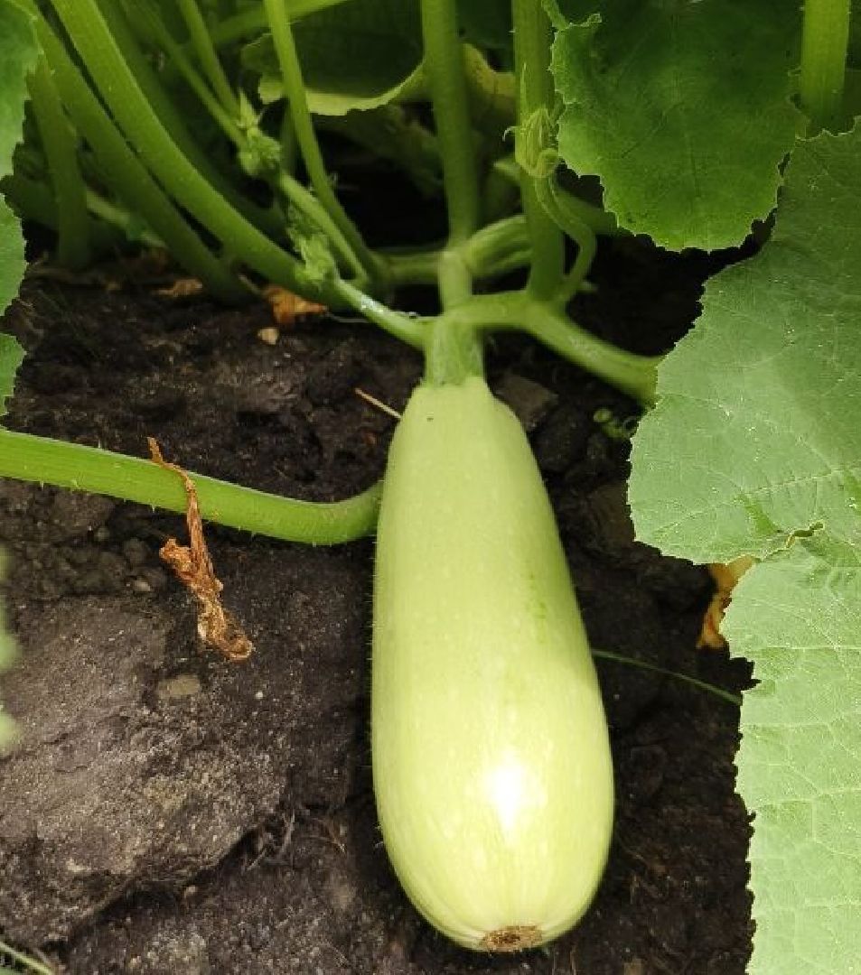 Балашиха, Подмосковье, Школьная теплица, оздоровительный лагерь, Умные каникулы,