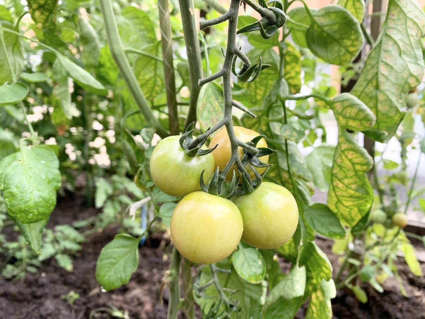 Балашиха, Подмосковье, Школьная теплица, оздоровительный лагерь, Умные каникулы,