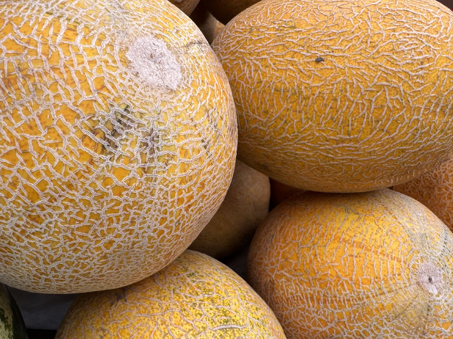 Сезон арбузов, Одинцовское подворье, астраханские арбузы,