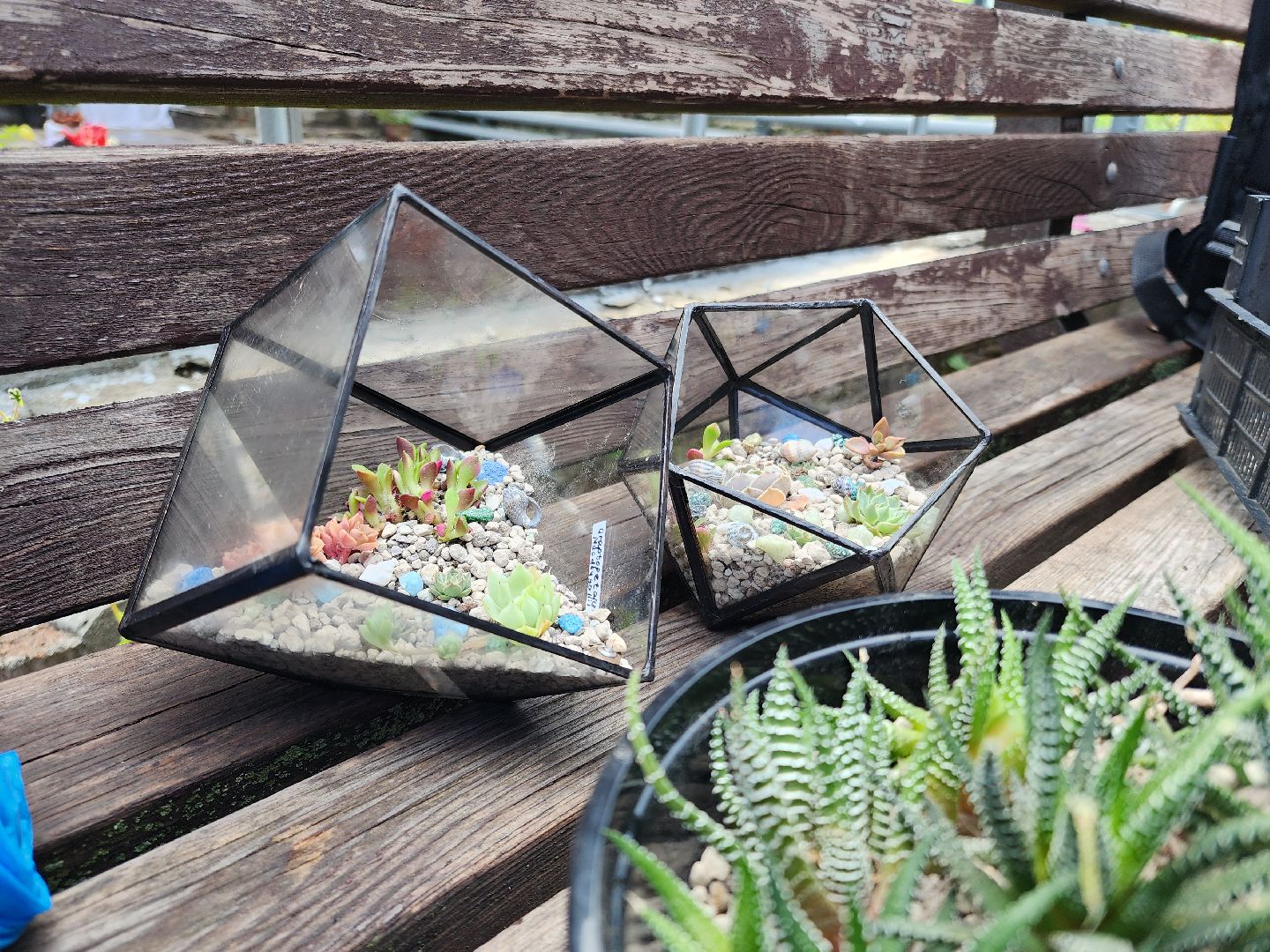 Черноголовка, Мастер классы, растения, навыки