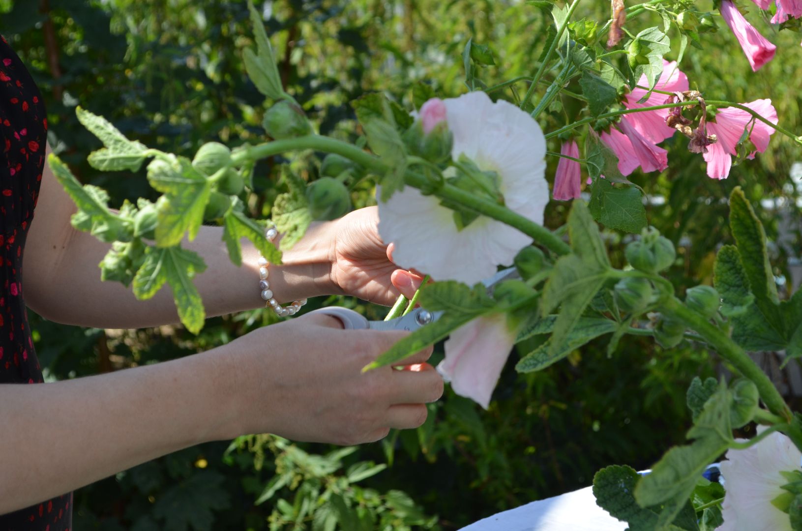 Черноголовка, Мастер классы, растения, навыки