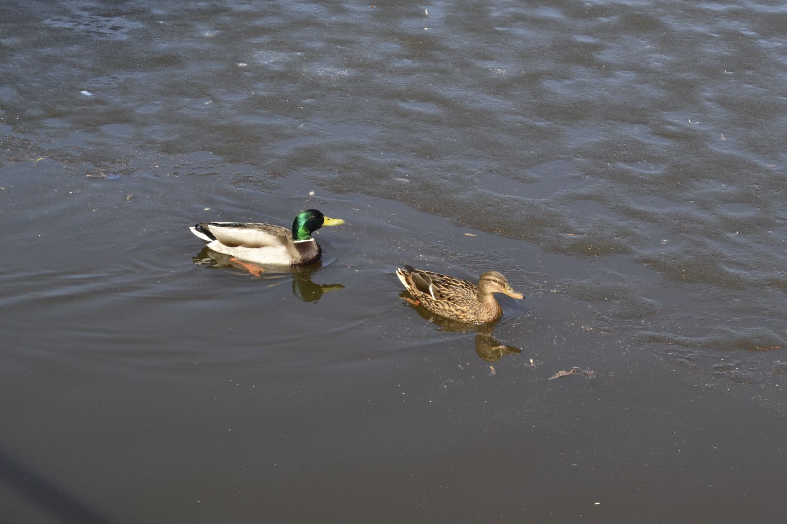 Балашиха, Подмосковье, парки, корм, утки, река, благоустройство