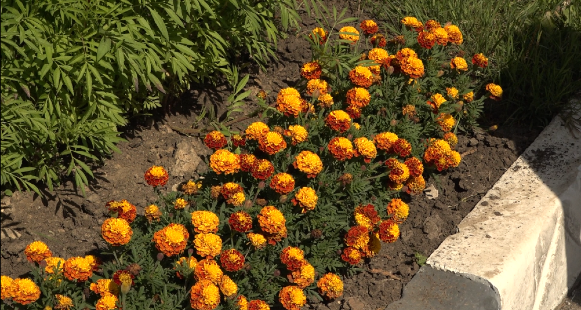 мой двор - моя гордость, подведение итогов, клумбы Домодедова,