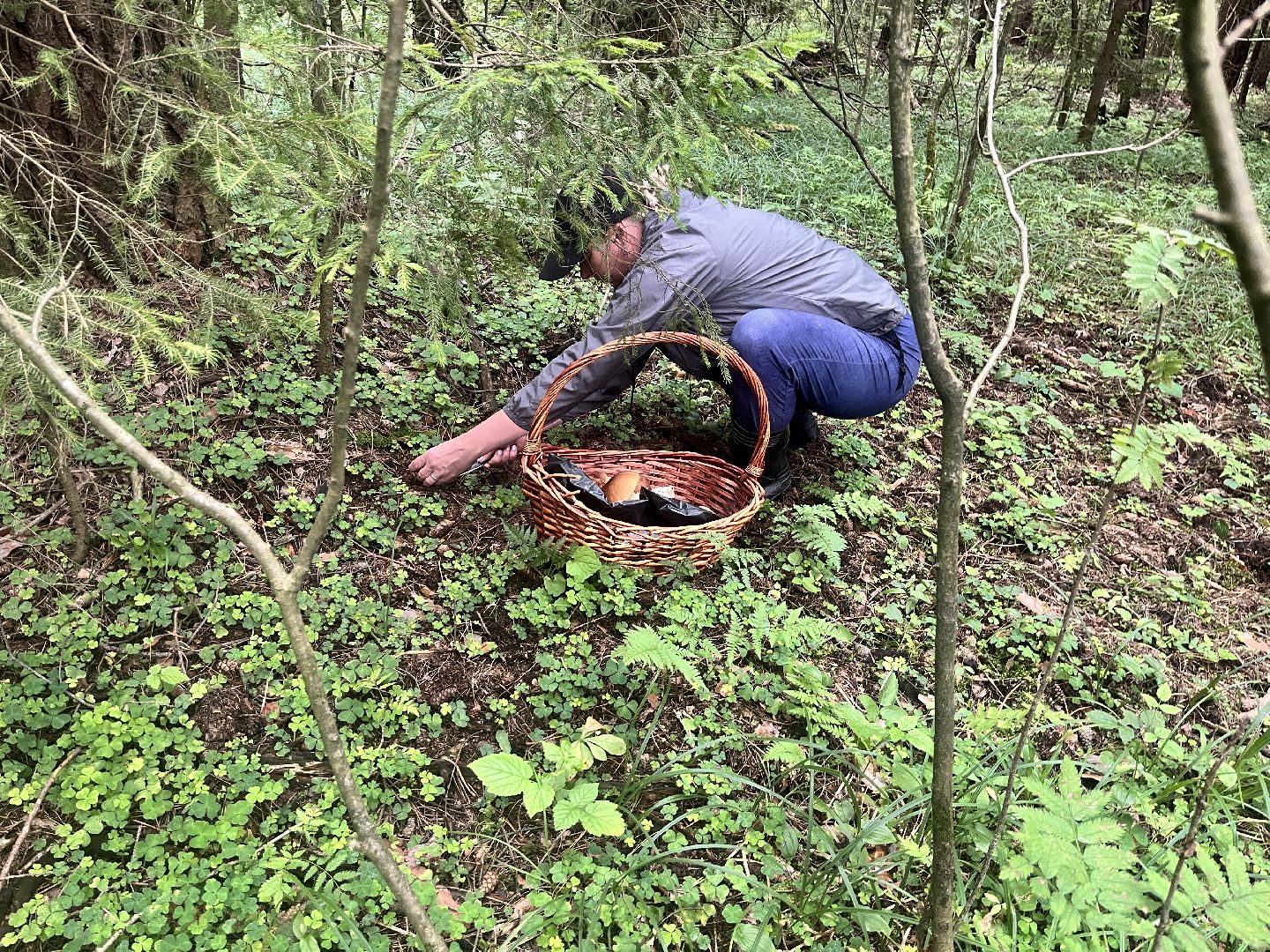 грибы, грибник, грибы в лесу, леса балашихи,