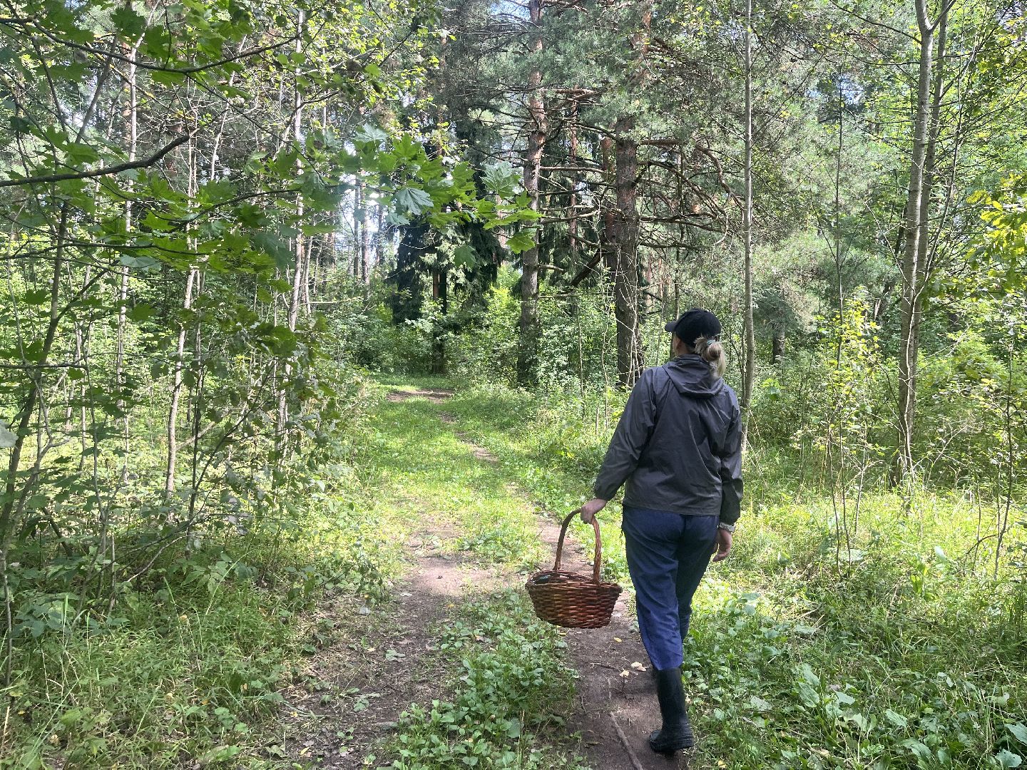 грибы, грибник, грибы в лесу, леса балашихи,