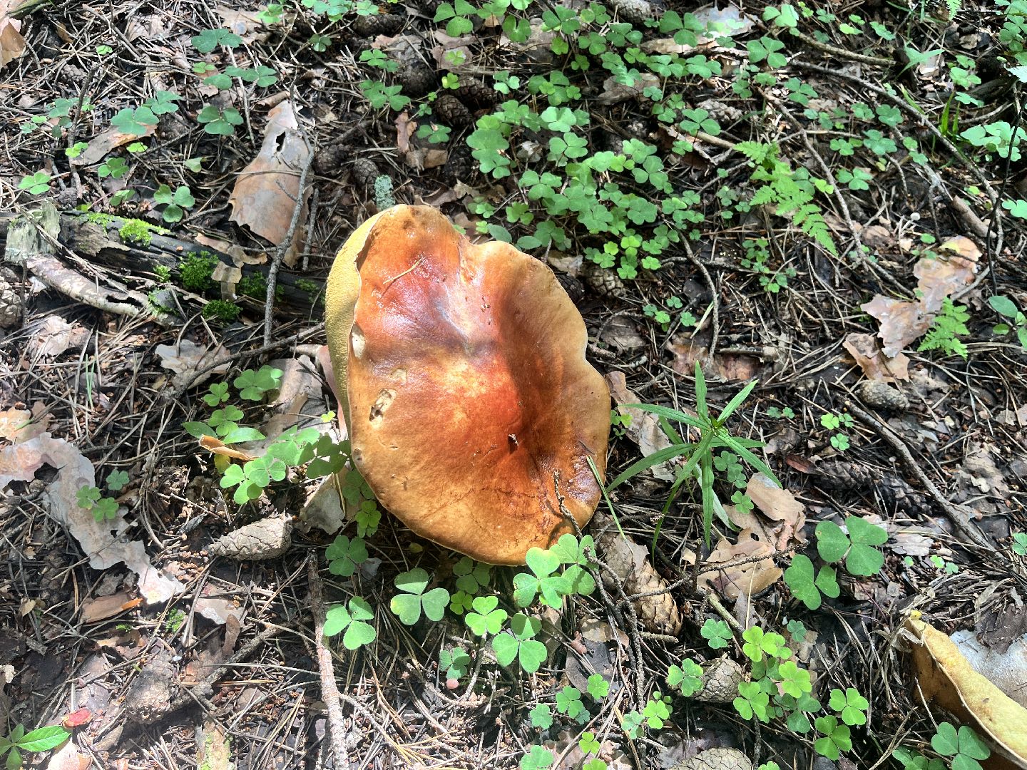 грибы, грибник, грибы в лесу, леса балашихи,