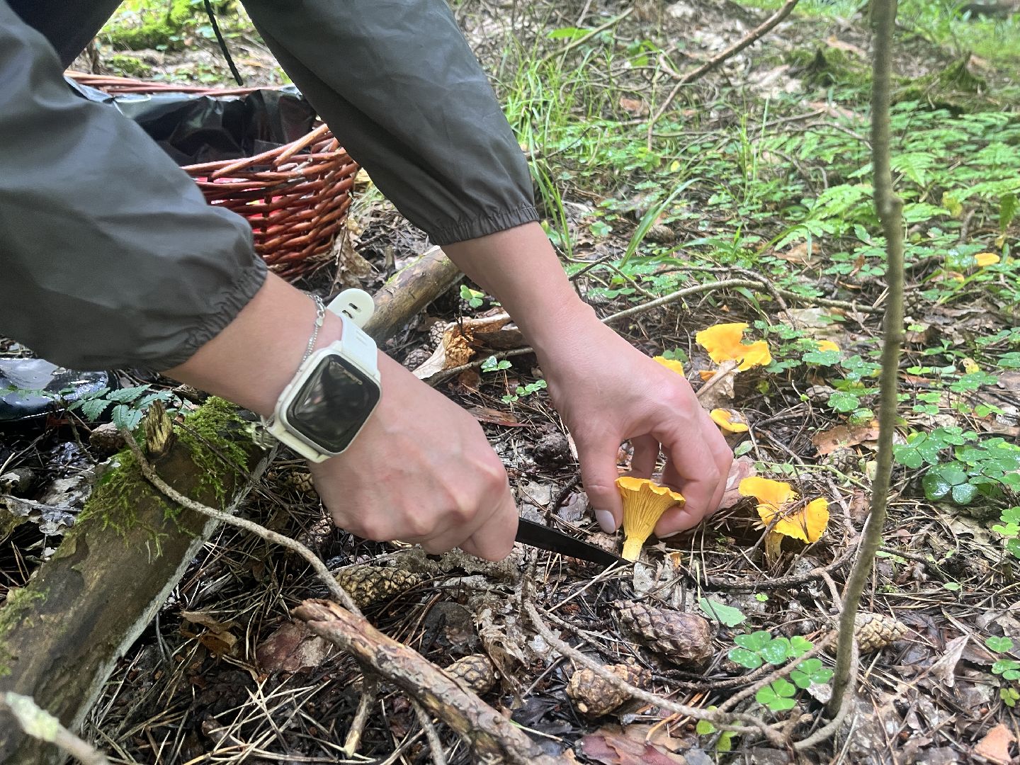 грибы, грибник, грибы в лесу, леса балашихи,