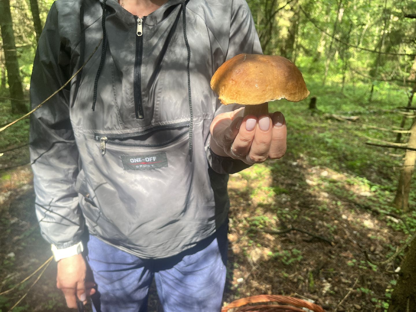 грибы, грибник, грибы в лесу, леса балашихи,