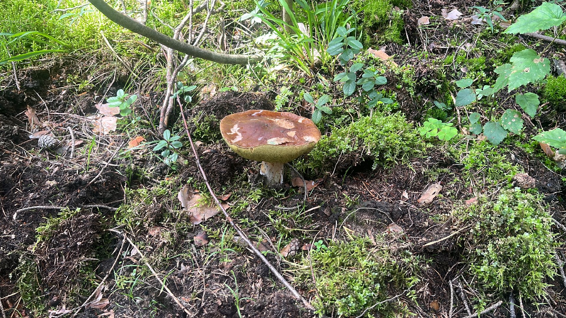 грибы, грибник, грибы в лесу, леса балашихи,