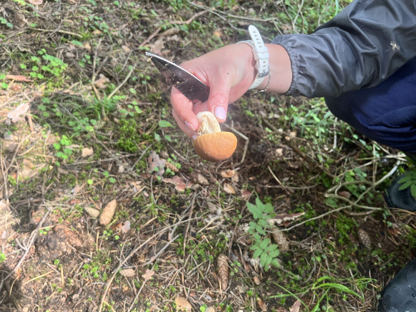 грибы, грибник, грибы в лесу, леса балашихи,