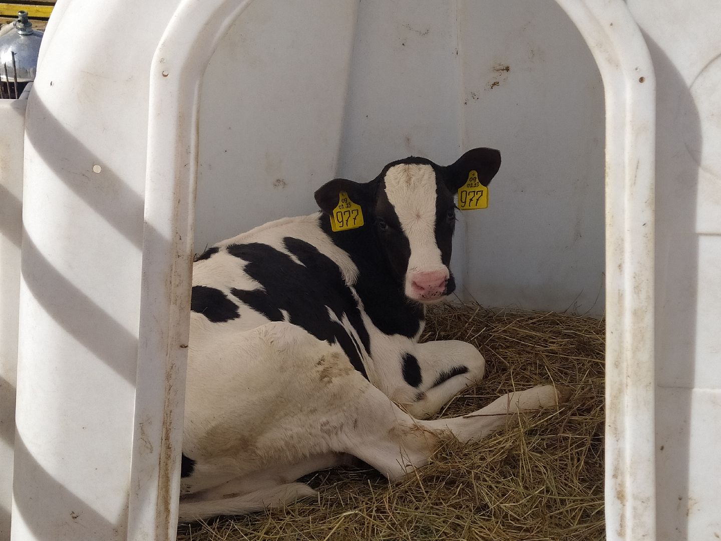 Ферма, сельское хозяйство, предпринимательство, производство