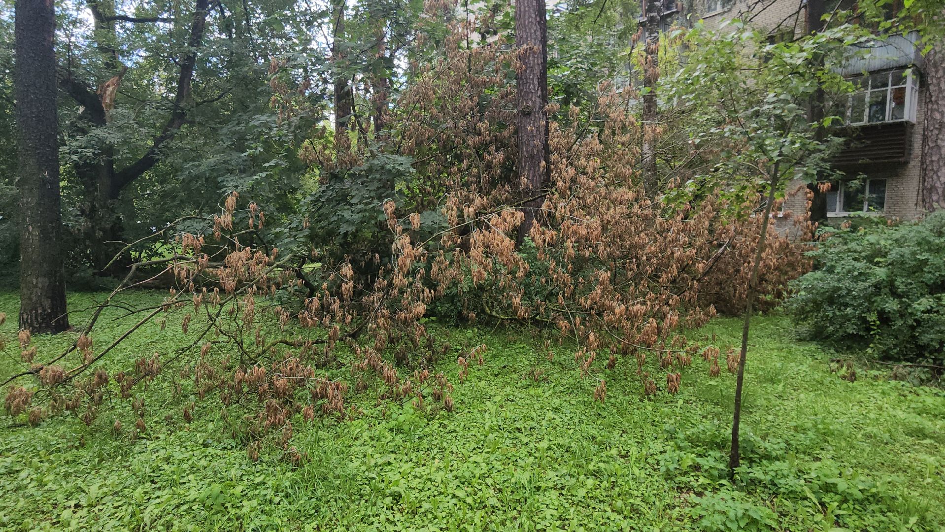 пешие обходы, первый заместитель главы Жуковского, алла дунаевич, ул Дзержинского,