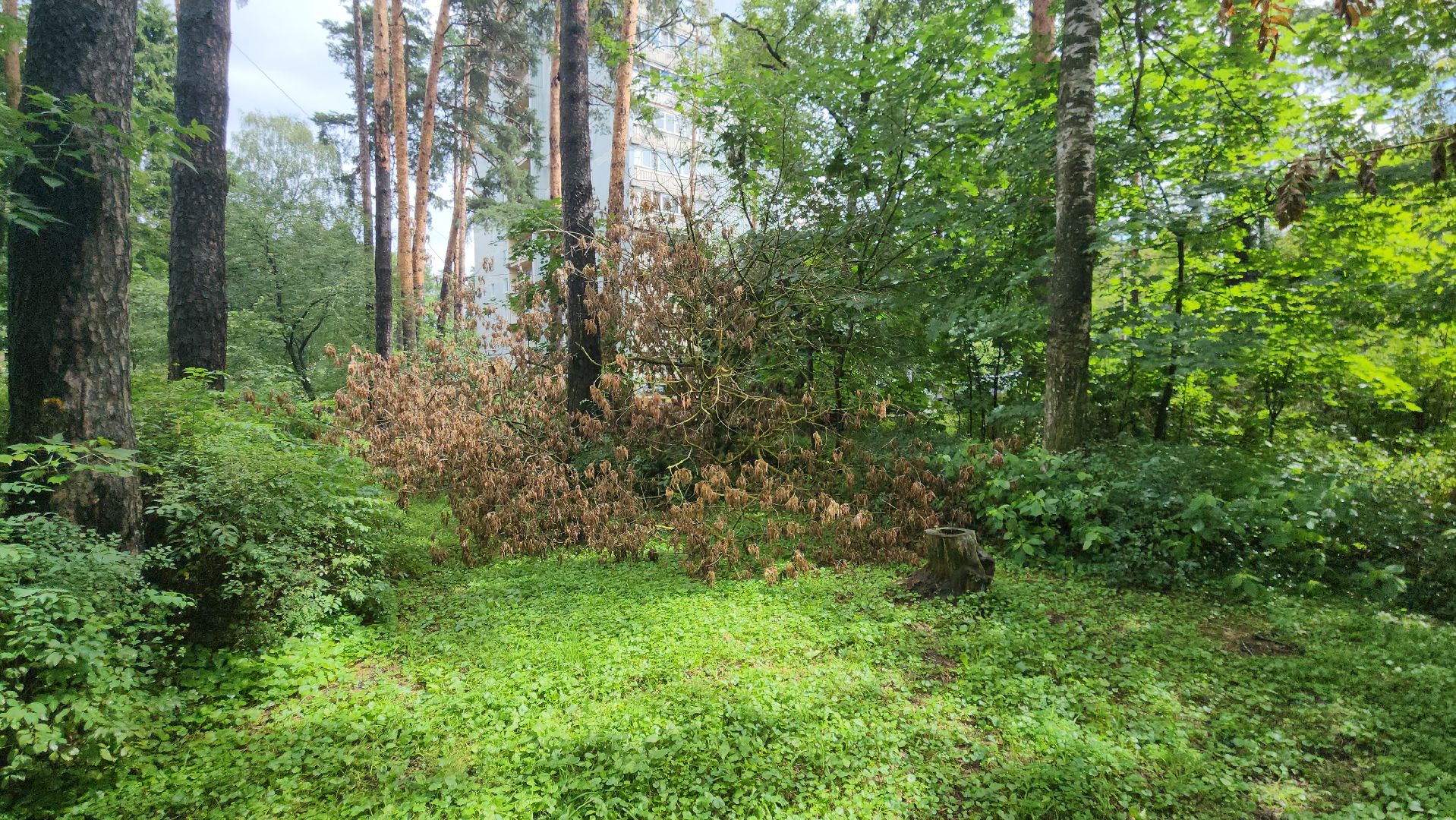 пешие обходы, первый заместитель главы Жуковского, алла дунаевич, ул Дзержинского,