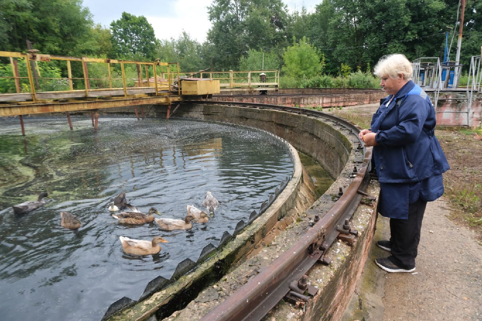 пущино, серпухов, животные, птицы,