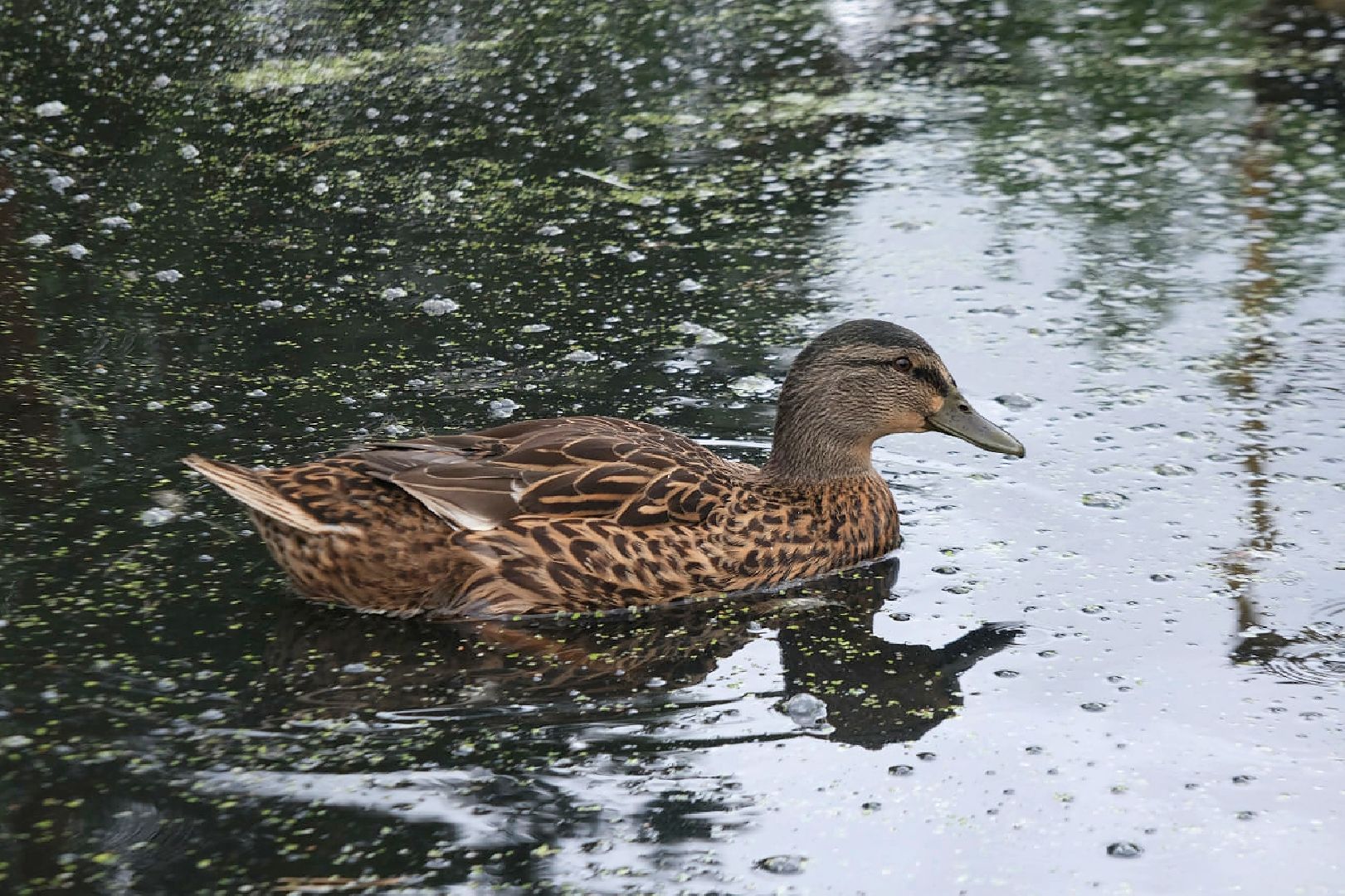 пущино, серпухов, животные, птицы,