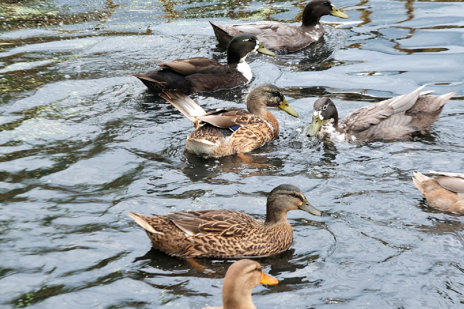 пущино, серпухов, животные, птицы,