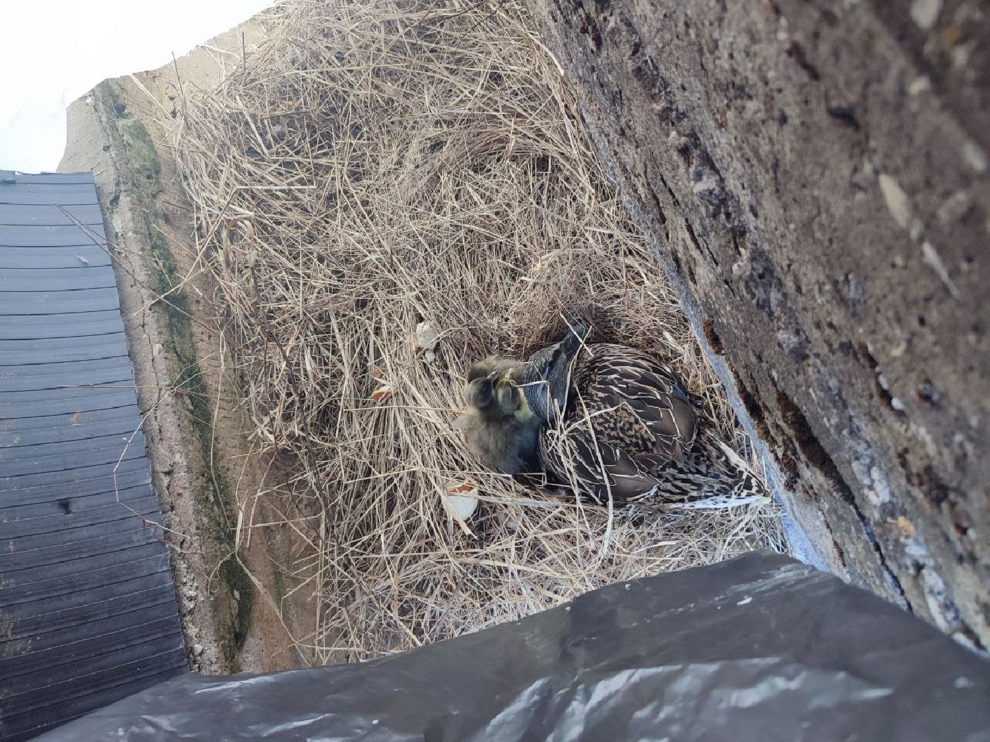 пущино, серпухов, животные, птицы,