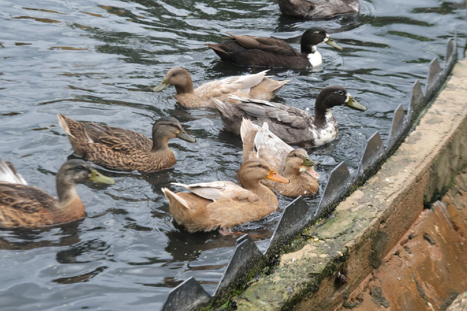 пущино, серпухов, животные, птицы,