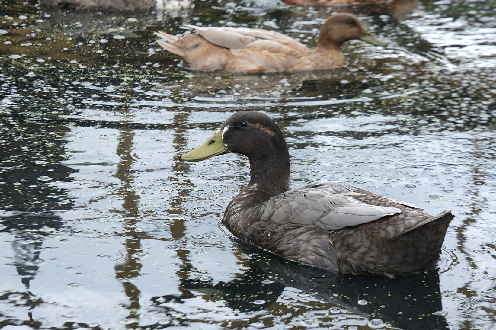 пущино, серпухов, животные, птицы,
