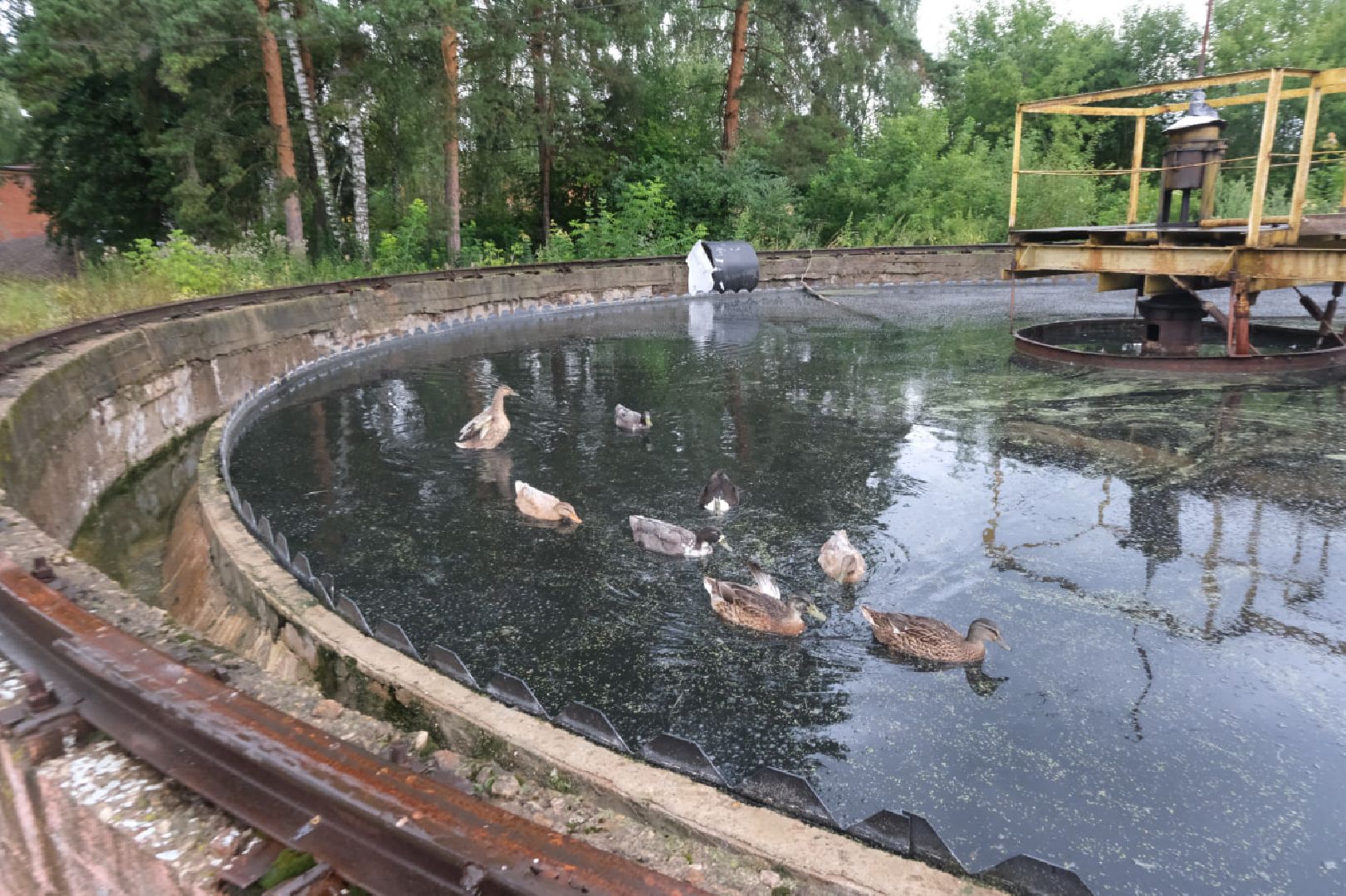 пущино, серпухов, животные, птицы,