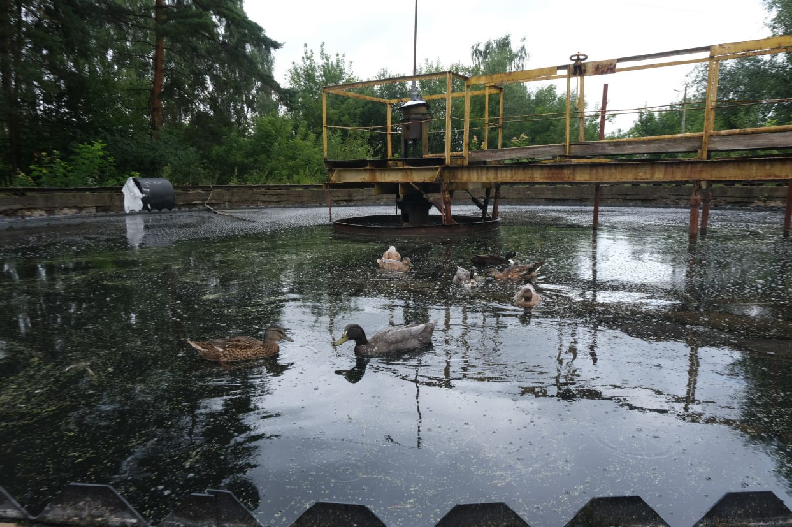 пущино, серпухов, животные, птицы,