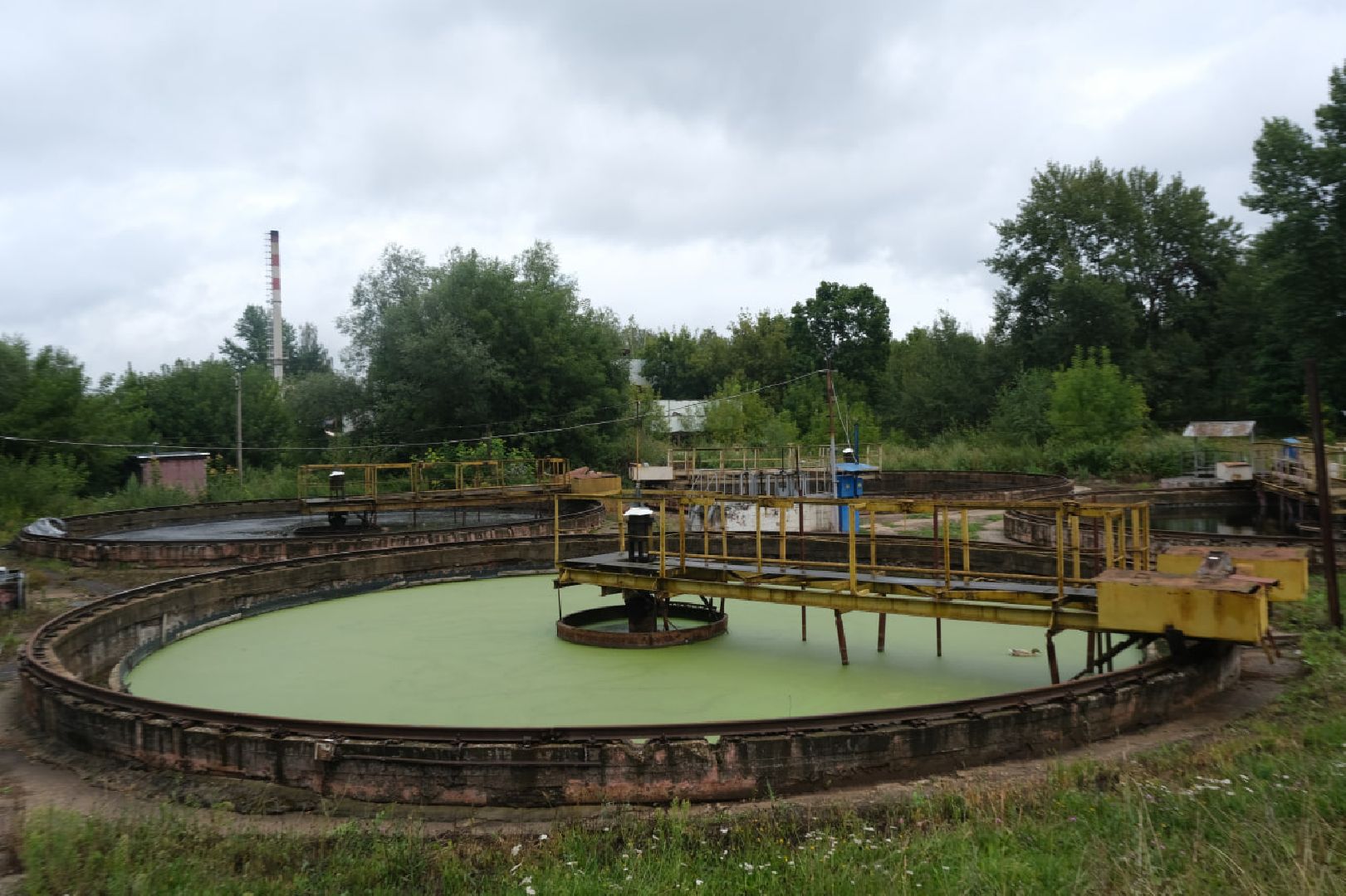 пущино, серпухов, животные, птицы,