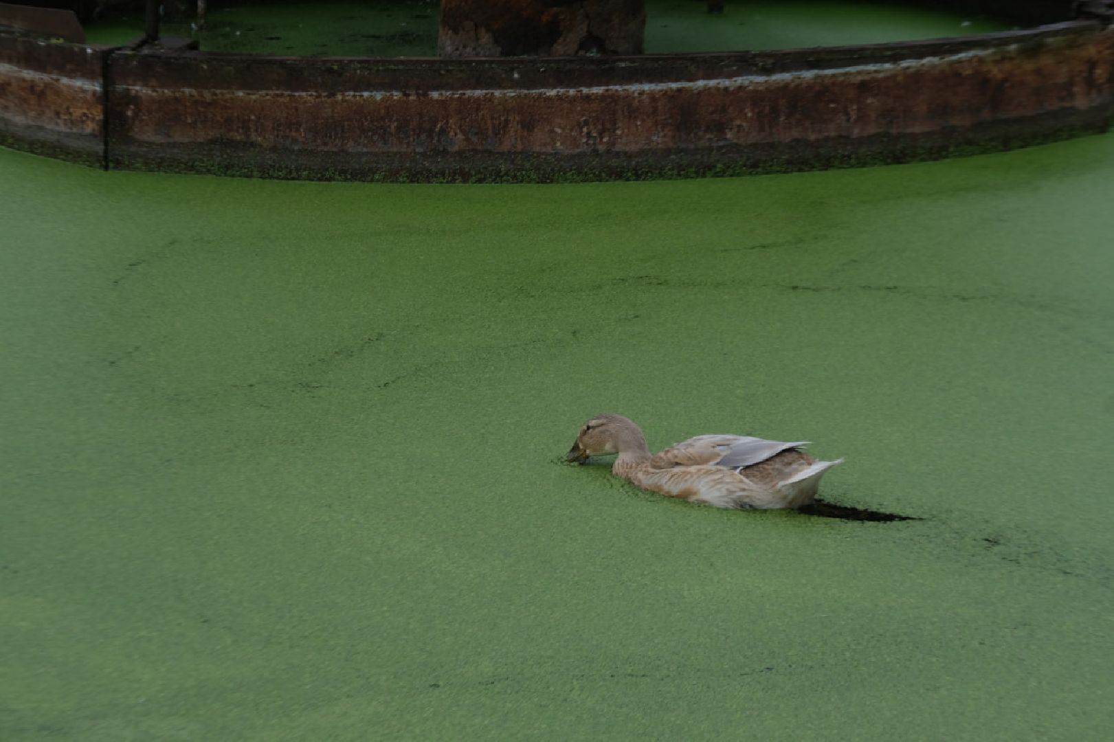 пущино, серпухов, животные, птицы,