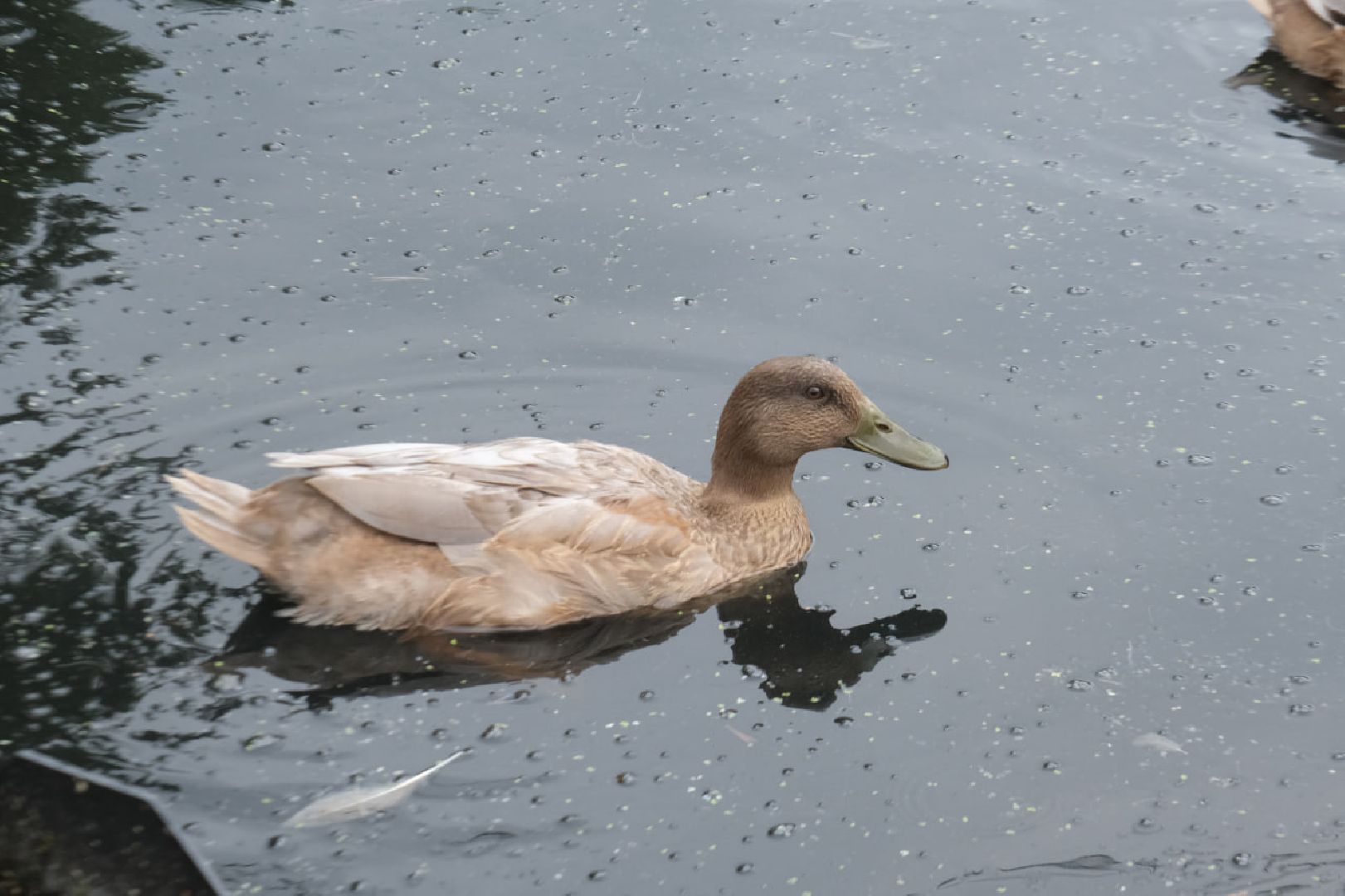 пущино, серпухов, животные, птицы,