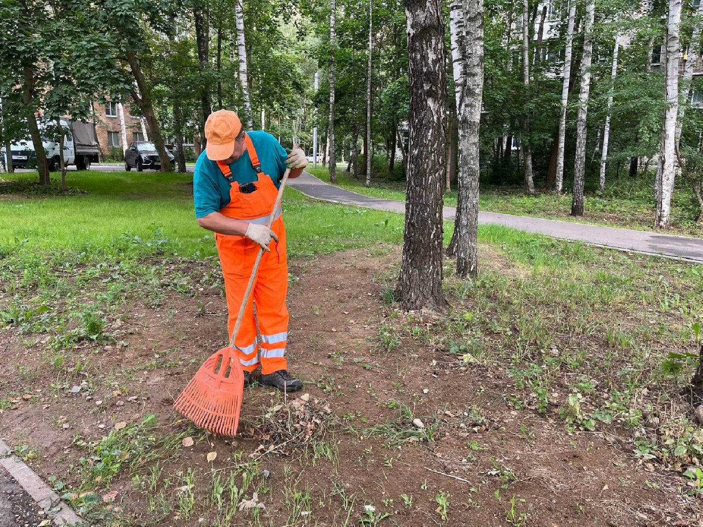 пушкино, благоустройство, газон, семена, коммунальная служба, рабочие,