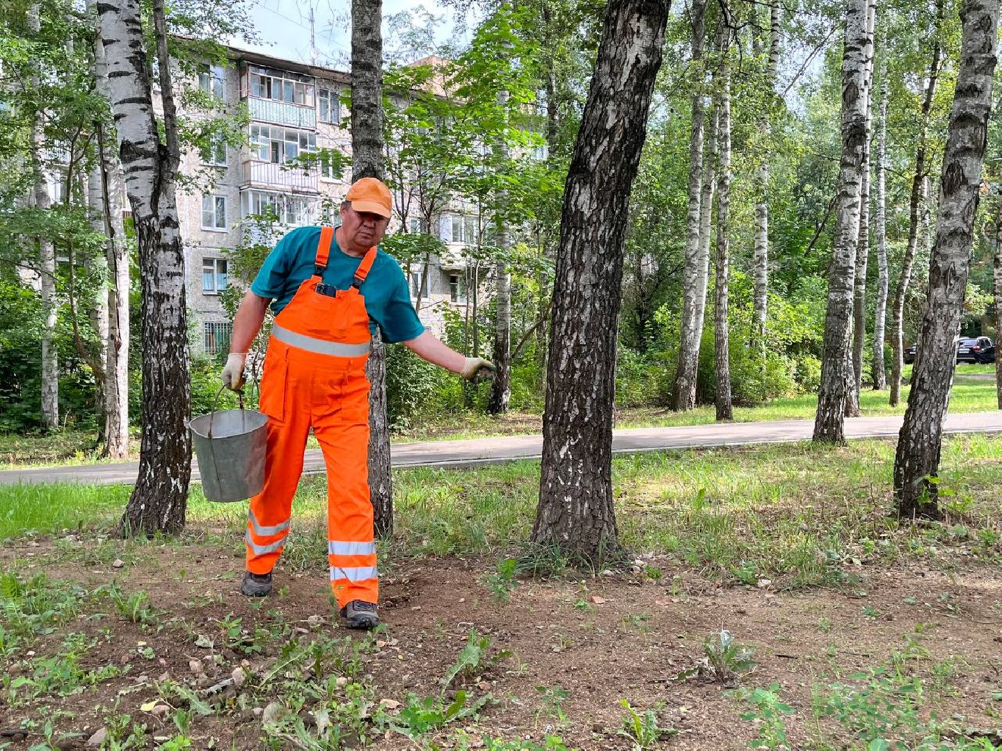 пушкино, благоустройство, газон, семена, коммунальная служба, рабочие,