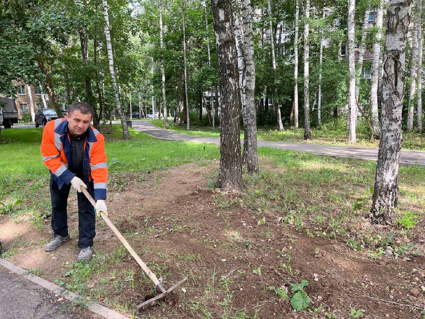 пушкино, благоустройство, газон, семена, коммунальная служба, рабочие,