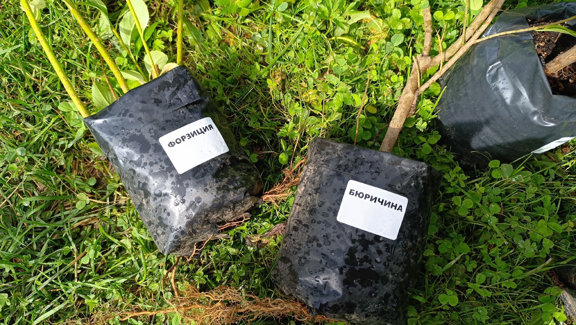 парк, благоустройство, лобня, озеленение,