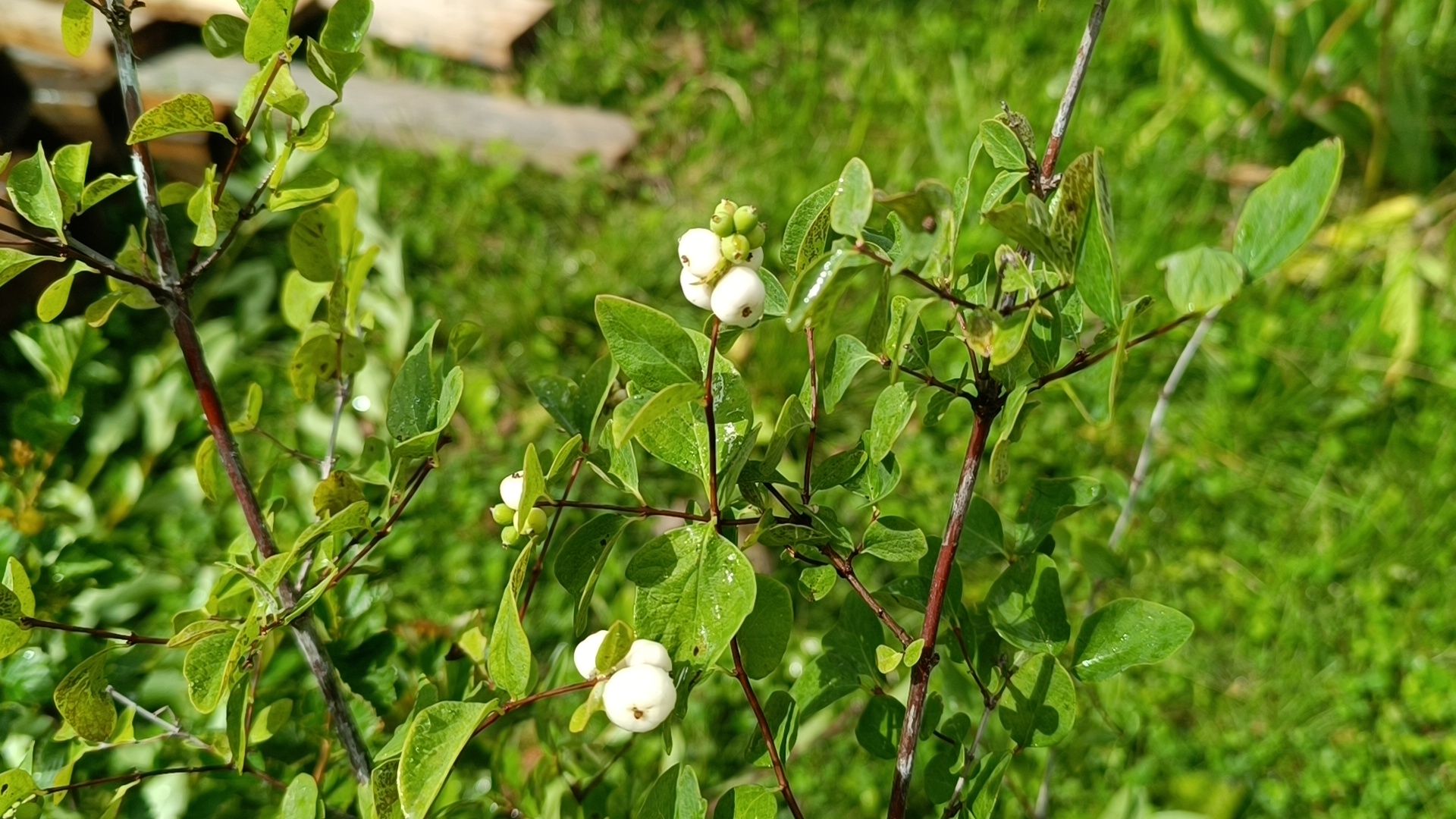 парк, благоустройство, лобня, озеленение,
