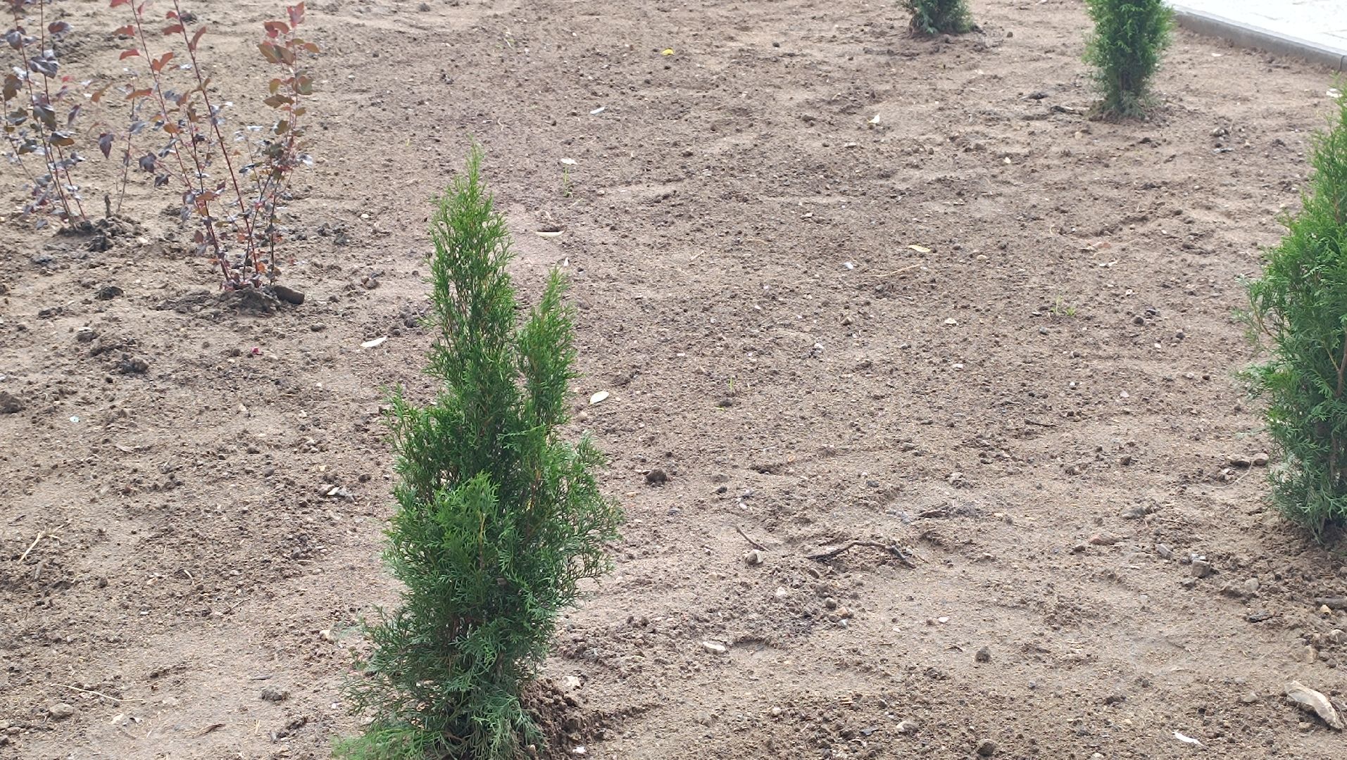 парк, благоустройство, лобня, озеленение,